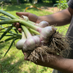 Garlic Products Guide: Best Organic Garlic Products for Every Kitchen | Mad River Garlic Growers 3 Garlic Products Guide: Best Organic Garlic Products for Every Kitchen | Mad River Garlic Growers