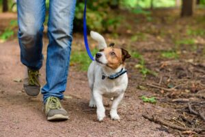 What Real Certification Means Before You Hire a Trainer