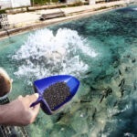 Aquafeed