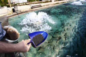 How Aquafeed Is Supporting Sustainable Growth in Global Aquaculture