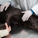 Emergency Pet Surgery in South Calgary: Understanding the Process