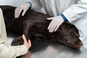 Emergency Pet Surgery in South Calgary: Understanding the Process 1 Emergency Pet Surgery in South Calgary: Understanding the Process