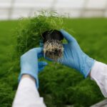 How Agricultural Microbials Are Shaping the Future of Sustainable Farming 4 How Agricultural Microbials Are Shaping the Future of Sustainable Farming
