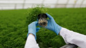 How Agricultural Microbials Are Shaping the Future of Sustainable Farming 1 How Agricultural Microbials Are Shaping the Future of Sustainable Farming