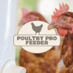 What Do Poultry Feeder Ports Actually Do for Your Flock? 3 What Do Poultry Feeder Ports Actually Do for Your Flock?