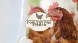 What Do Poultry Feeder Ports Actually Do for Your Flock?