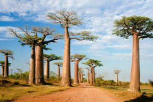 Exploring Madagascar’s Hidden Caves and Limestone Landscapes