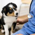 Preparing for Pet Desexing: Pre-Op Fasting Rules and Laparoscopic vs. Traditional Surgery 3 Preparing for Pet Desexing: Pre-Op Fasting Rules and Laparoscopic vs. Traditional Surgery