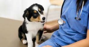 Preparing for Pet Desexing: Pre-Op Fasting Rules and Laparoscopic vs. Traditional Surgery 1 Preparing for Pet Desexing: Pre-Op Fasting Rules and Laparoscopic vs. Traditional Surgery