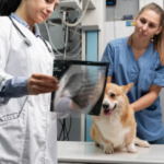 How Pet Digital Radiographs Help Detect Hidden Health Problems Early 3 How Pet Digital Radiographs Help Detect Hidden Health Problems Early