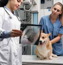 How Pet Digital Radiographs Help Detect Hidden Health Problems Early 1 How Pet Digital Radiographs Help Detect Hidden Health Problems Early
