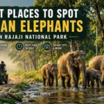 Best Places to Spot Asian Elephants in Rajaji National Park 3 Best Places to Spot Asian Elephants in Rajaji National Park