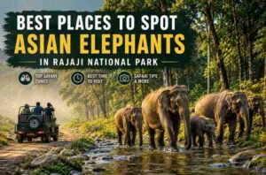 Best Places to Spot Asian Elephants in Rajaji National Park 1 Best Places to Spot Asian Elephants in Rajaji National Park