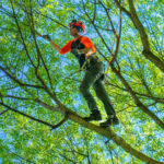 Top Benefits of Hiring Professional Tree Removal Services in Colleyville, TX