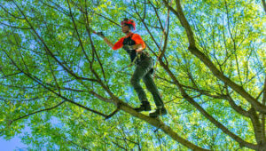 Top Benefits of Hiring Professional Tree Removal Services in Colleyville, TX 1 Top Benefits of Hiring Professional Tree Removal Services in Colleyville, TX