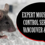 Expert Mouse Control in Vancouver for Safe & Effective Pest Removal Solutions