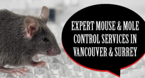Expert Mouse Control in Vancouver for Safe & Effective Pest Removal Solutions