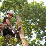 Reliable tree work cherokee county ga 1