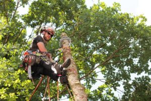 Reliable Tree Removal in Cherokee County GA: How to Choose a Safe and Trusted Tree Service 1 Reliable Tree Removal in Cherokee County GA: How to Choose a Safe and Trusted Tree Service
