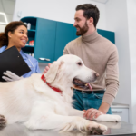 Finding the Right Pet Hospital in Calgary for Your Beloved Pet