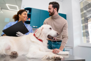 Finding the Right Pet Hospital in Calgary for Your Beloved Pet 1 Finding the Right Pet Hospital in Calgary for Your Beloved Pet