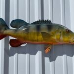 Create a Stunning Fish Mount Replica With Expert Craftsmanship