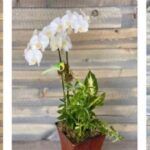 Send Love and Happiness with Flower Delivery Sunnyvale 3 Send Love and Happiness with Flower Delivery Sunnyvale