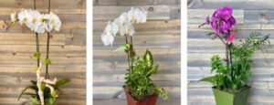 Send Love and Happiness with Flower Delivery Sunnyvale 1 Send Love and Happiness with Flower Delivery Sunnyvale