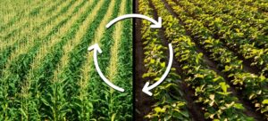 JU Agri Sciences: Advanced Plant Nutrition Manufacturers and Mycorrhiza Fertilizer Solutions for Sustainable Farming 102 JU Agri Sciences: Advanced Plant Nutrition Manufacturers and Mycorrhiza Fertilizer Solutions for Sustainable Farming