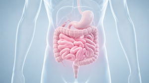 Gut Health in 2026: The Probiotic and Prebiotic Guide for the Middle East Climate and Diet