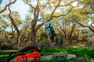 Improve Your Landscape With Quality Mulch and Sod Installation