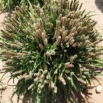 Source Authentic Indian Herbs with a Reliable Australian Importer 3 Source Authentic Indian Herbs with a Reliable Australian Importer