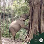 Elephant Sanctuary Tour 3 Elephant Sanctuary Tour