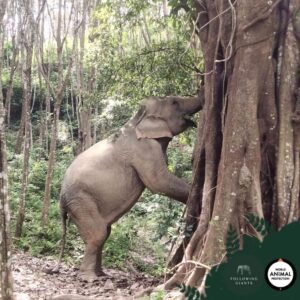 Elephant Sanctuary Tour 1 Elephant Sanctuary Tour