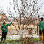 tree triming 1 1