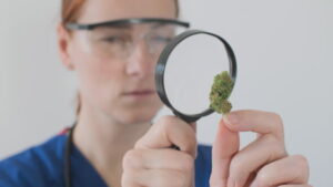 Choosing Cannabis Strains of Highest Quality 1 Choosing Cannabis Strains of Highest Quality