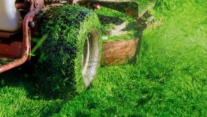 How to Grow Thick Grass in Martha’s Vineyard’s Coastal Soil 1 How to Grow Thick Grass in Martha’s Vineyard’s Coastal Soil
