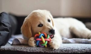 How Consistent Training Can Shape Your Puppy’s Everyday Behaviour 1 How Consistent Training Can Shape Your Puppy’s Everyday Behaviour