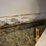 Expert Mold Mitigation Services in Rowayton, CT