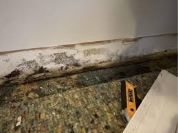 Expert Mold Mitigation Services in Rowayton, CT