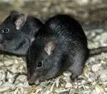 How Professional Rat Services Can Help Protect Melbourne Properties