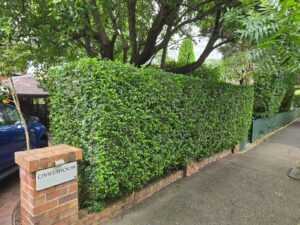 Garden Maintenance in Killara for Properties With Big Blocks