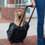Pet Carrier UK