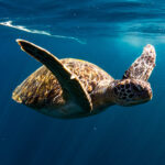 Why Scuba Diving in Phuket Is Trending Among Adventure Travellers 3 Why Scuba Diving in Phuket Is Trending Among Adventure Travellers