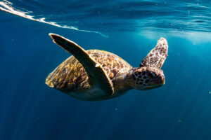 Why Scuba Diving in Phuket Is Trending Among Adventure Travellers 1 Why Scuba Diving in Phuket Is Trending Among Adventure Travellers
