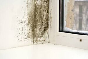What Should You Know About Mold Removal Services in Darien, CT? 1 What Should You Know About Mold Removal Services in Darien, CT?