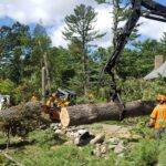 tree debris removal in Ashburn