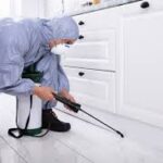 Flea Control Barrhaven: Simple Ways to Keep Your Home Flea-Free 3 Flea Control Barrhaven: Simple Ways to Keep Your Home Flea-Free