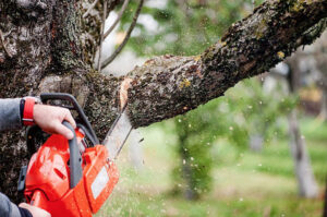 Expert Tree Cutting Service in Sugar Land for Superior Property Maintenance