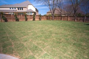 Best Sod Installation Services: Choosing the Right Option in Fort Worth